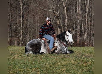 caballo de tiro, Caballo castrado, 8 años, 163 cm, Tordo rodado