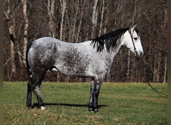 caballo de tiro, Caballo castrado, 8 años, 163 cm, Tordo rodado