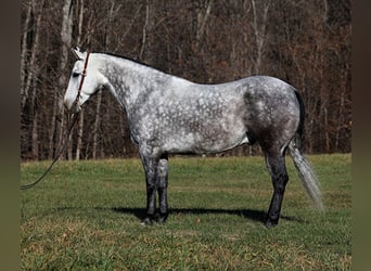 caballo de tiro, Caballo castrado, 8 años, 163 cm, Tordo rodado