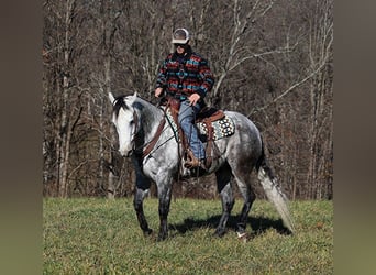 caballo de tiro, Caballo castrado, 8 años, 163 cm, Tordo rodado