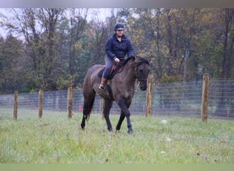 caballo de tiro, Caballo castrado, 8 años, 168 cm, Grullo