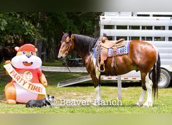 caballo de tiro, Caballo castrado, 8 años, 168 cm, Tobiano-todas las-capas