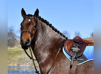 caballo de tiro Mestizo, Caballo castrado, 8 años, 170 cm, Castaño-ruano
