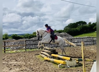 caballo de tiro, Caballo castrado, 8 años, 177 cm, Tordo