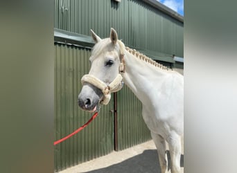 caballo de tiro, Caballo castrado, 8 años, 177 cm, Tordo