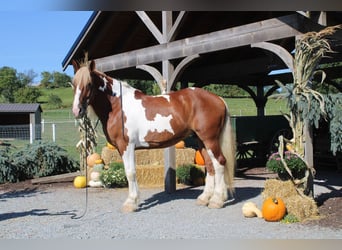 caballo de tiro Mestizo, Caballo castrado, 8 años, 180 cm, Pío
