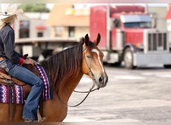 caballo de tiro, Caballo castrado, 8 años, Bayo