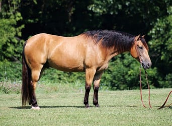 caballo de tiro, Caballo castrado, 8 años, Buckskin/Bayo