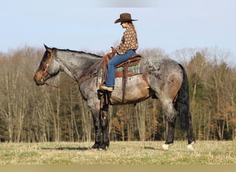 caballo de tiro Mestizo, Caballo castrado, 8 años, Castaño-ruano