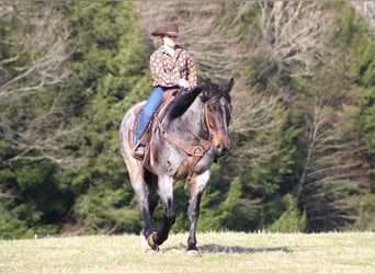 caballo de tiro Mestizo, Caballo castrado, 8 años, Castaño-ruano