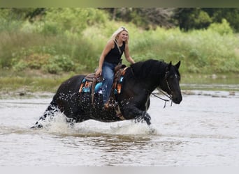 caballo de tiro Mestizo, Caballo castrado, 8 años, Negro