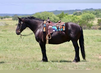 caballo de tiro Mestizo, Caballo castrado, 8 años, Negro