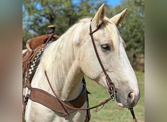 caballo de tiro, Caballo castrado, 8 años, Palomino
