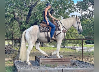 caballo de tiro, Caballo castrado, 8 años, Palomino