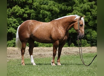caballo de tiro, Caballo castrado, 8 años, Palomino