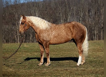 caballo de tiro, Caballo castrado, 8 años, Palomino