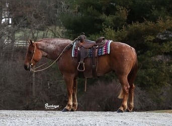 caballo de tiro Mestizo, Caballo castrado, 8 años, Ruano alazán