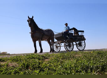 caballo de tiro Mestizo, Caballo castrado, 8 años, Ruano azulado