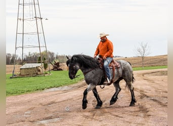 caballo de tiro Mestizo, Caballo castrado, 8 años, Ruano azulado