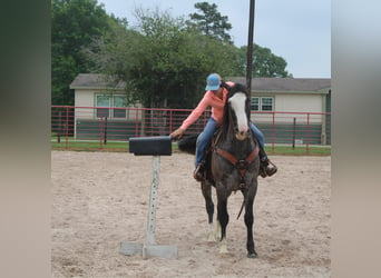 caballo de tiro, Caballo castrado, 8 años, Ruano azulado