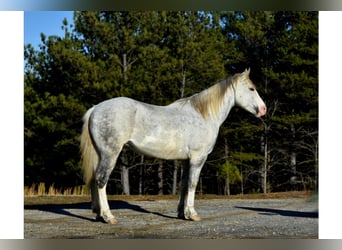 caballo de tiro, Caballo castrado, 8 años, Tobiano-todas las-capas