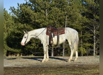 caballo de tiro, Caballo castrado, 8 años, Tobiano-todas las-capas