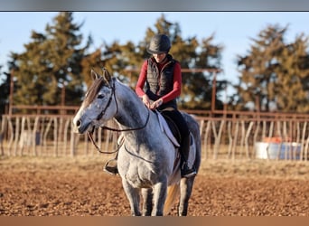 caballo de tiro Mestizo, Caballo castrado, 8 años, Tordo