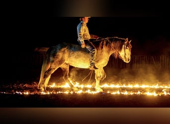 caballo de tiro Mestizo, Caballo castrado, 8 años, Tordo