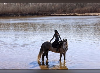 caballo de tiro Mestizo, Caballo castrado, 8 años, Tordo