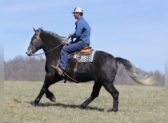 caballo de tiro, Caballo castrado, 8 años, Tordo