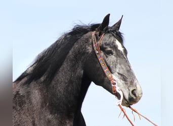 caballo de tiro, Caballo castrado, 8 años, Tordo