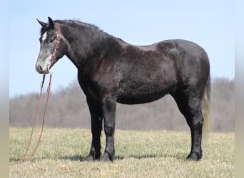 caballo de tiro, Caballo castrado, 8 años, Tordo