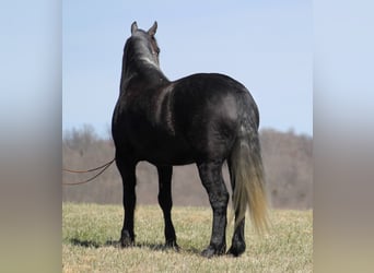 caballo de tiro, Caballo castrado, 8 años, Tordo