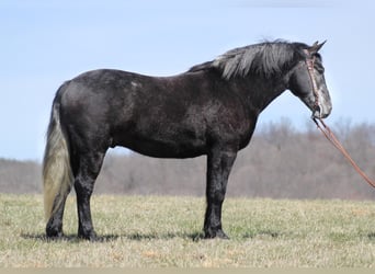 caballo de tiro, Caballo castrado, 8 años, Tordo