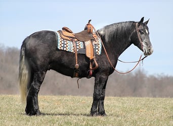 caballo de tiro, Caballo castrado, 8 años, Tordo