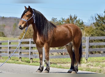 caballo de tiro Mestizo, Caballo castrado, 9 años, 142 cm, Castaño rojizo