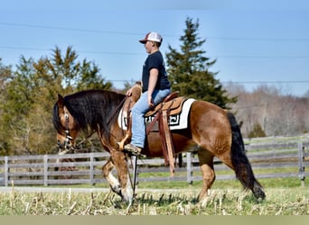 caballo de tiro Mestizo, Caballo castrado, 9 años, 142 cm, Castaño rojizo