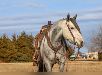 caballo de tiro, Caballo castrado, 9 años, 150 cm, Tordo
