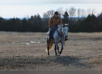 caballo de tiro, Caballo castrado, 9 años, 150 cm, Tordo