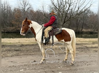 caballo de tiro, Caballo castrado, 9 años, 152 cm, Alazán rojizo