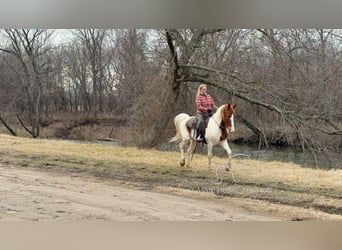 caballo de tiro, Caballo castrado, 9 años, 152 cm, Alazán rojizo