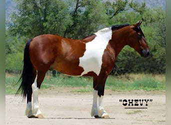 caballo de tiro Mestizo, Caballo castrado, 9 años, 152 cm, Pío