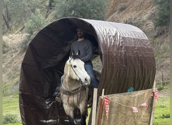 caballo de tiro, Caballo castrado, 9 años, 152 cm, Tordo