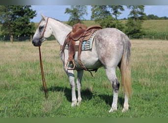 caballo de tiro, Caballo castrado, 9 años, 152 cm, Tordo rodado