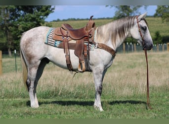 caballo de tiro, Caballo castrado, 9 años, 152 cm, Tordo rodado