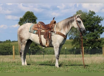 caballo de tiro, Caballo castrado, 9 años, 152 cm, Tordo rodado