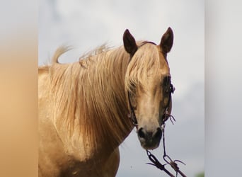 caballo de tiro, Caballo castrado, 9 años, 155 cm, Palomino