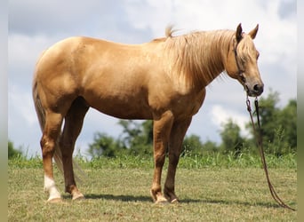 caballo de tiro, Caballo castrado, 9 años, 155 cm, Palomino