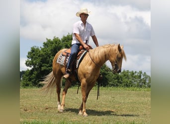 caballo de tiro, Caballo castrado, 9 años, 155 cm, Palomino