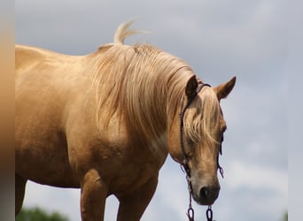 caballo de tiro, Caballo castrado, 9 años, 155 cm, Palomino